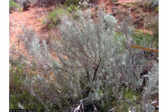 Artemisia filifolia Sand Sage, Sand sagebrush