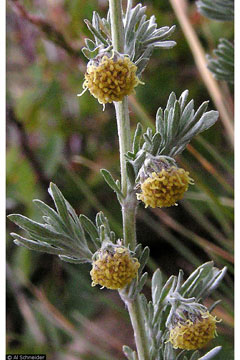 Artemisia frigida Fringed Wormwood, Prairie sagewort