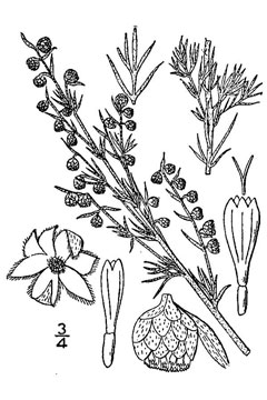 Artemisia frigida Fringed Wormwood, Prairie sagewort