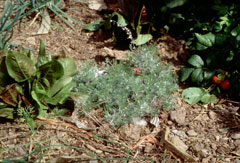 Artemisia maritima Sea Wormwood