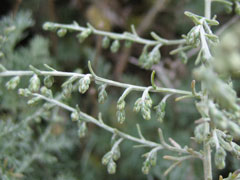 Artemisia maritima Sea Wormwood