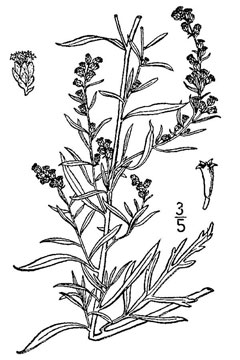 Artemisia mexicana Mexican White Sagebrush