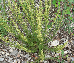Artemisia michauxiana Mountain Sagewort, Michaux