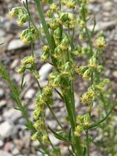 Artemisia michauxiana Mountain Sagewort, Michaux