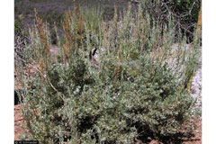 Artemisia nova Black Sagebrush