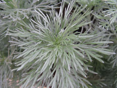 Artemisia schmidtiana Sagebrush, Silvermound, Wormwood, Mugwort