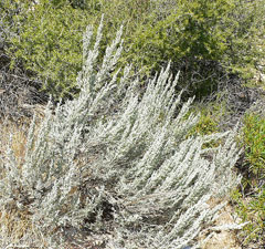 Artemisia tridentata Sage Brush, Big sagebrush, Bonneville big sagebrush