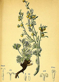 Artemisia umbelliformis Alpine Wormwood
