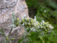 Artemisia umbelliformis Alpine Wormwood