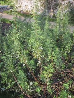 Artemisia vulgaris Mugwort, Common wormwood, Felon Herb, Chrysanthemum Weed, Wild Wormwood