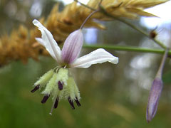 Arthropodium milleflorum Pale Vanilla Lily