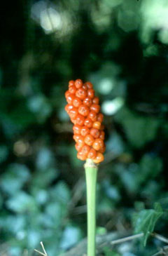 Arum maculatum Cuckoo Pint