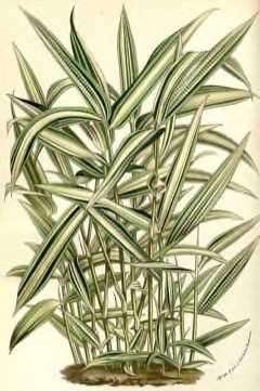 Arundinaria spp Running Bamboo