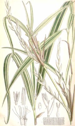 Arundinaria spp Running Bamboo