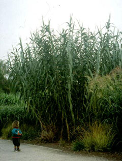arundo donax Giant Reed, Giant Reed Grass
