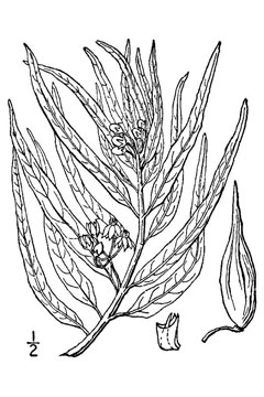 Asclepias brachystephana Bract milkweed