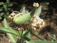 Asclepias eriocarpa Woollypod Milkweed