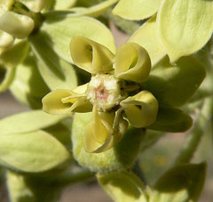 Asclepias erosa Desert Milkweed