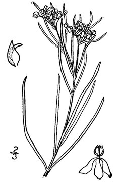 Asclepias galioides Bedstraw Milkweed