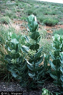 Asclepias latifolia Broadleaf Milkweed