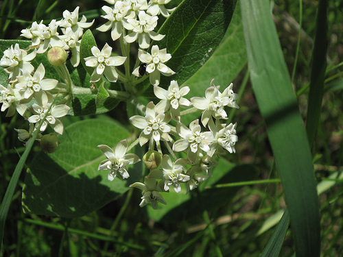 Asclepias ovalifolia Oval-leaf milkweed