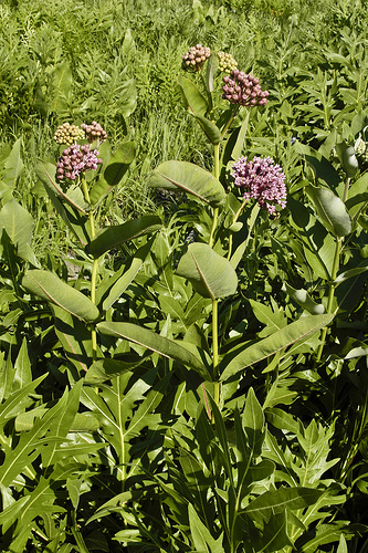 Asclepias sullivantii Prairie milkweed