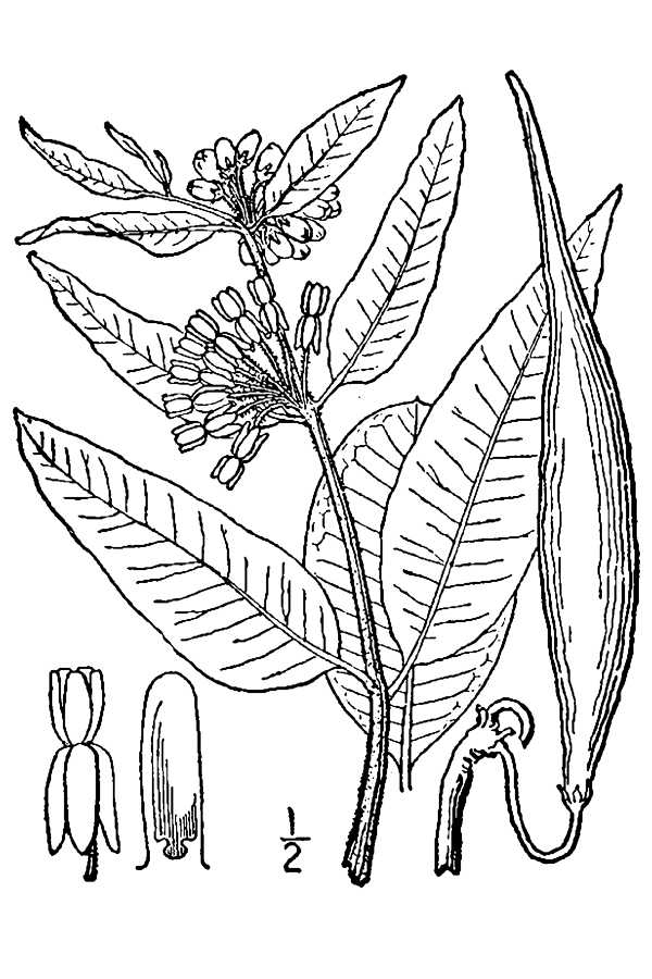 Asclepias viridiflora Green Milkweed,  Green comet milkweed