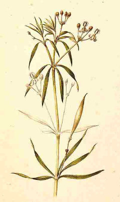 Asclepias fascicularis Mexican milkweed