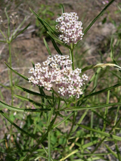 Asclepias fascicularis Mexican milkweed