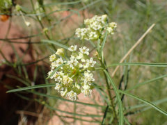 Asclepias subverticillata Poison Milkweed Asclepias subverticillata Poison Milkweed