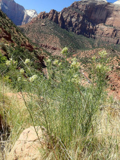 Asclepias subverticillata Poison Milkweed Asclepias subverticillata Poison Milkweed