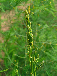 Asparagus officinalis Asparagus, Garden asparagus