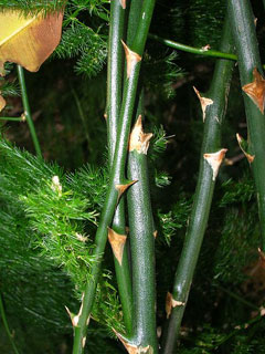 Asparagus setaceus Asparagus Fern, Common asparagus fern, Plumosa Fern