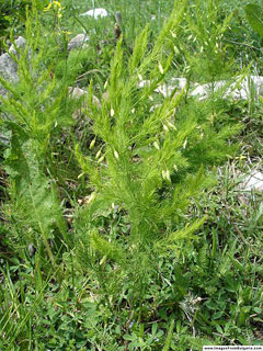 Asparagus tenuifolius 