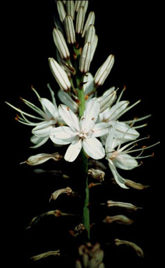 Asphodelus albus Asphodel, Gamón-blanco