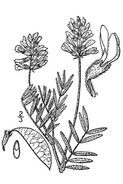 Astragalus aboriginorum Indian Milkvetch