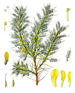 Astragalus adscendens Persian Manna