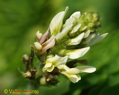 Astragalus boeticus Swedish Coffee