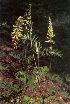 Astragalus canadensis Canadian Milkvetch, Shorttooth Canadian milkvetch, Morton