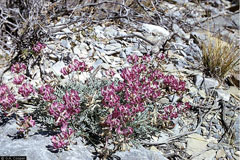 Astragalus crassicarpus Ground Plum, Groundplum milkvetch