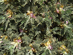 Astragalus creticus 