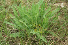 Astragalus exscapus 