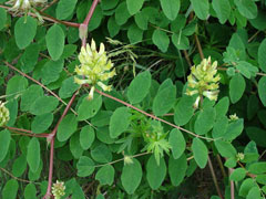Astragalus glycyphyllos Milk Vetch, Licorice milkvetch