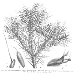 Astragalus gummifer Tragacanth, Gum tragacanth milkvetch