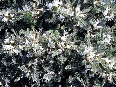 Astragalus massiliensis 