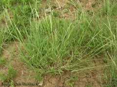 Astrebla squarrosa Bull Mitchell grass