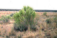 Atriplex canescens Grey Sage Brush, Fourwing saltbush