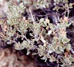 Atriplex confertifolia Shadscale, Shadscale saltbush