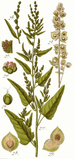 Atriplex hortensis Orach, Garden orache