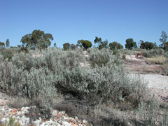 Atriplex nummularia Giant Saltbush, Bluegreen saltbush